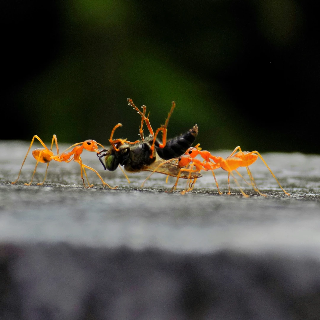 Werken aan je team met The Impacters